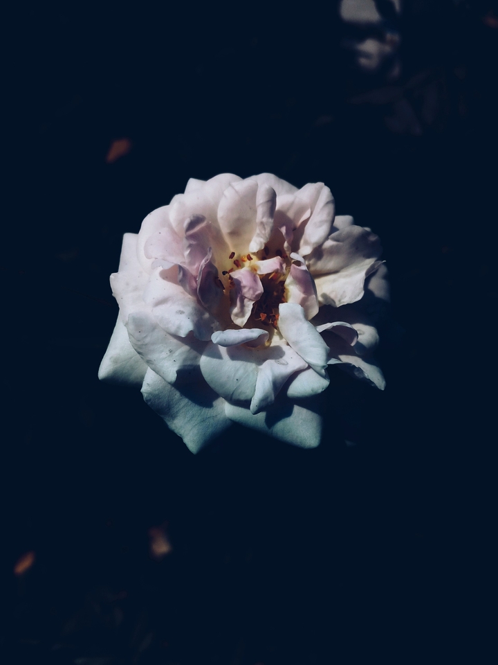 White Rose