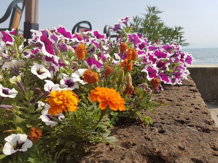 flowers on Garda lake