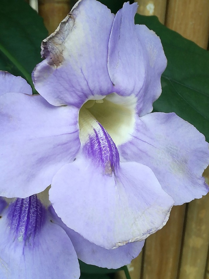 Lila Flower