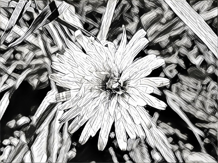 dandelion black and white