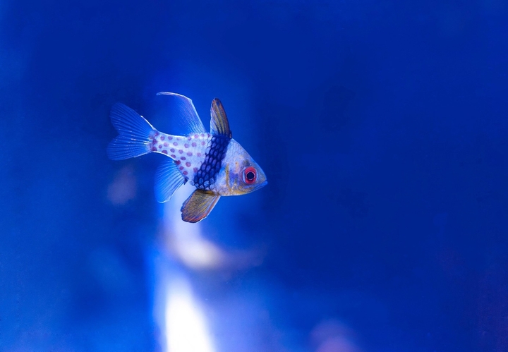 fish