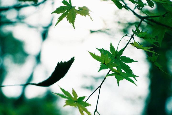 leaf