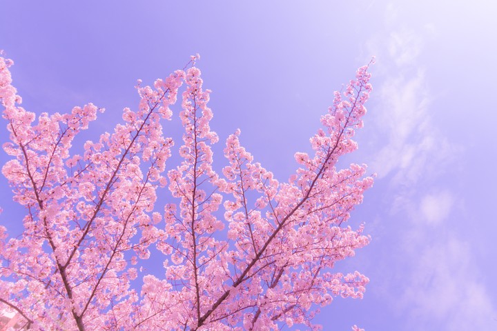 벚꽃