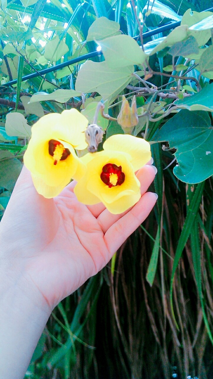 beach flower