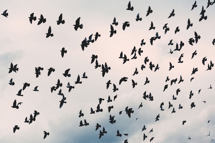 birds