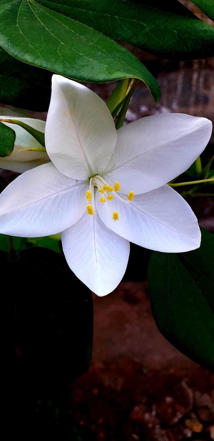 my click