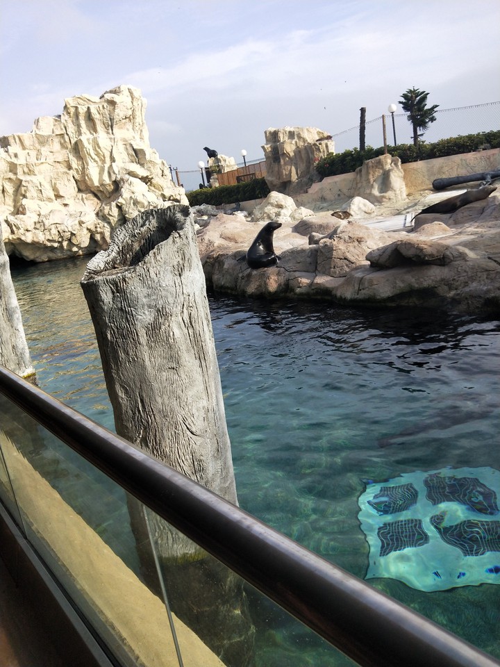 sealion