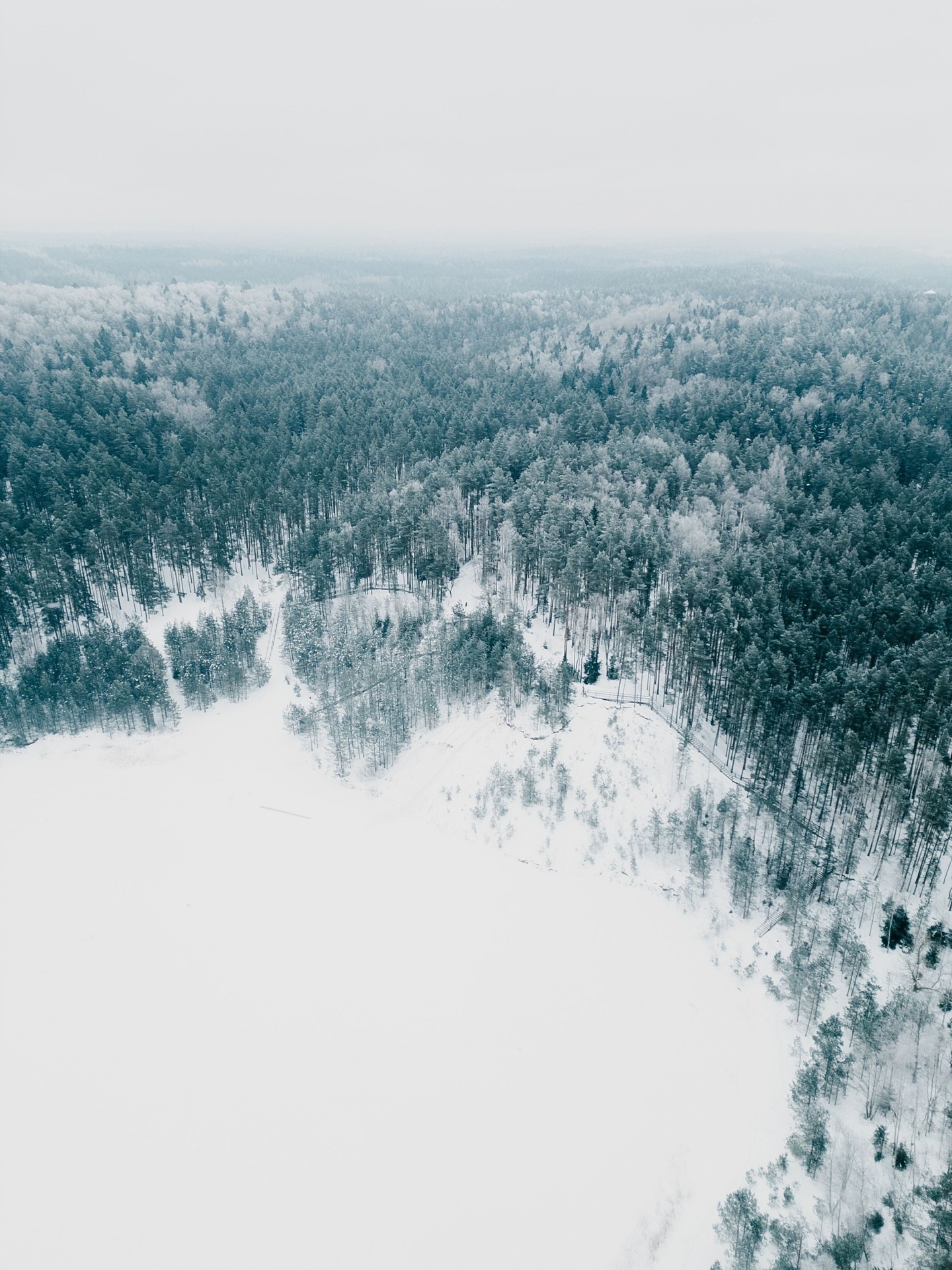 тапети winter, conifers