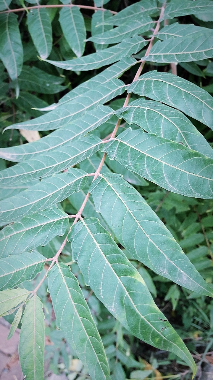 Nature