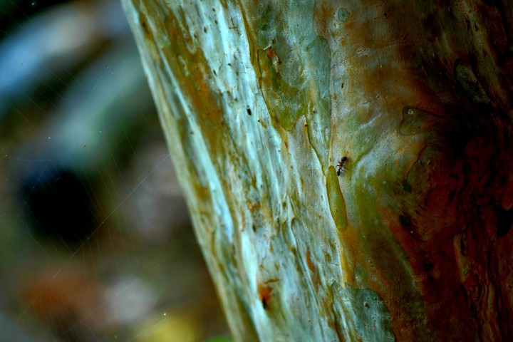 ant