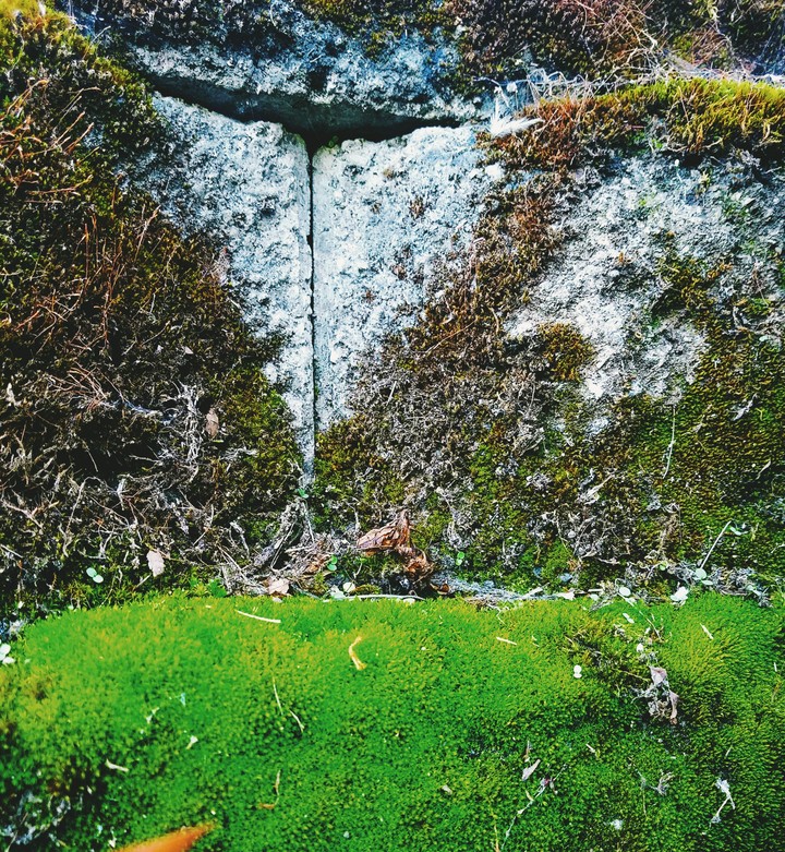 moss