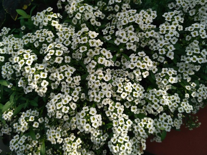 Alissum (no filters)