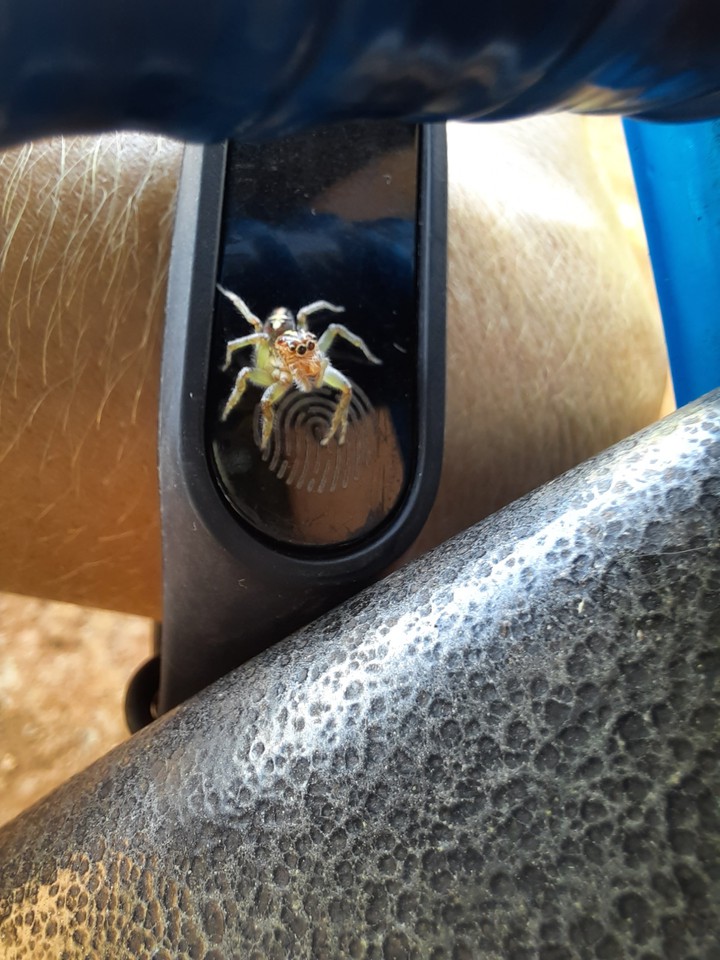 spider macro