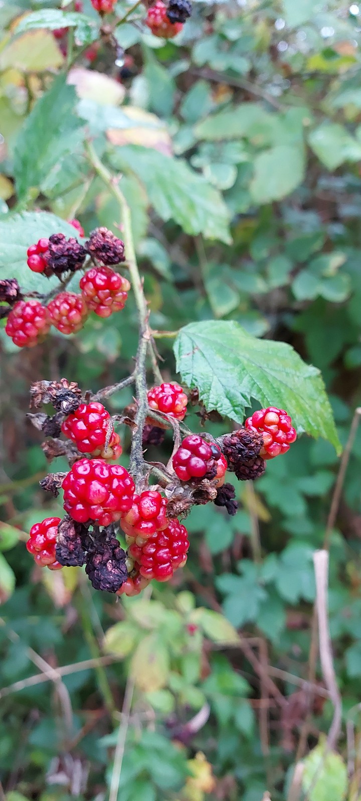 Brombeeren