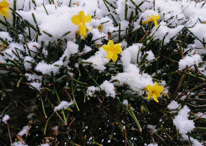 flowers with snow