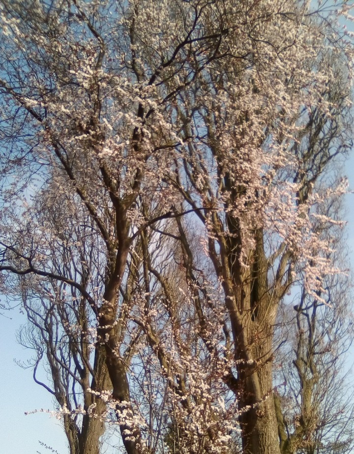 Der Frühling beginnt