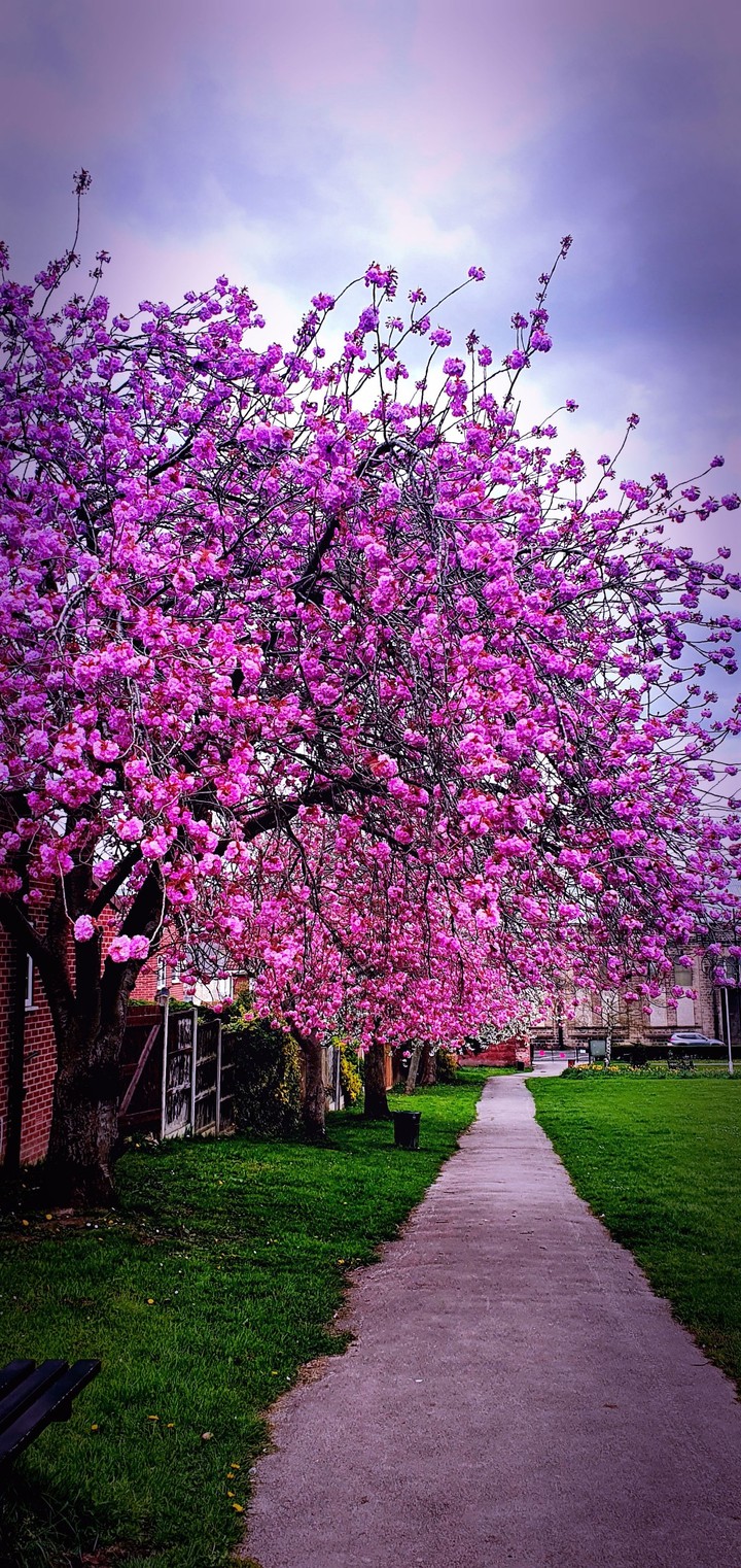 Bloom