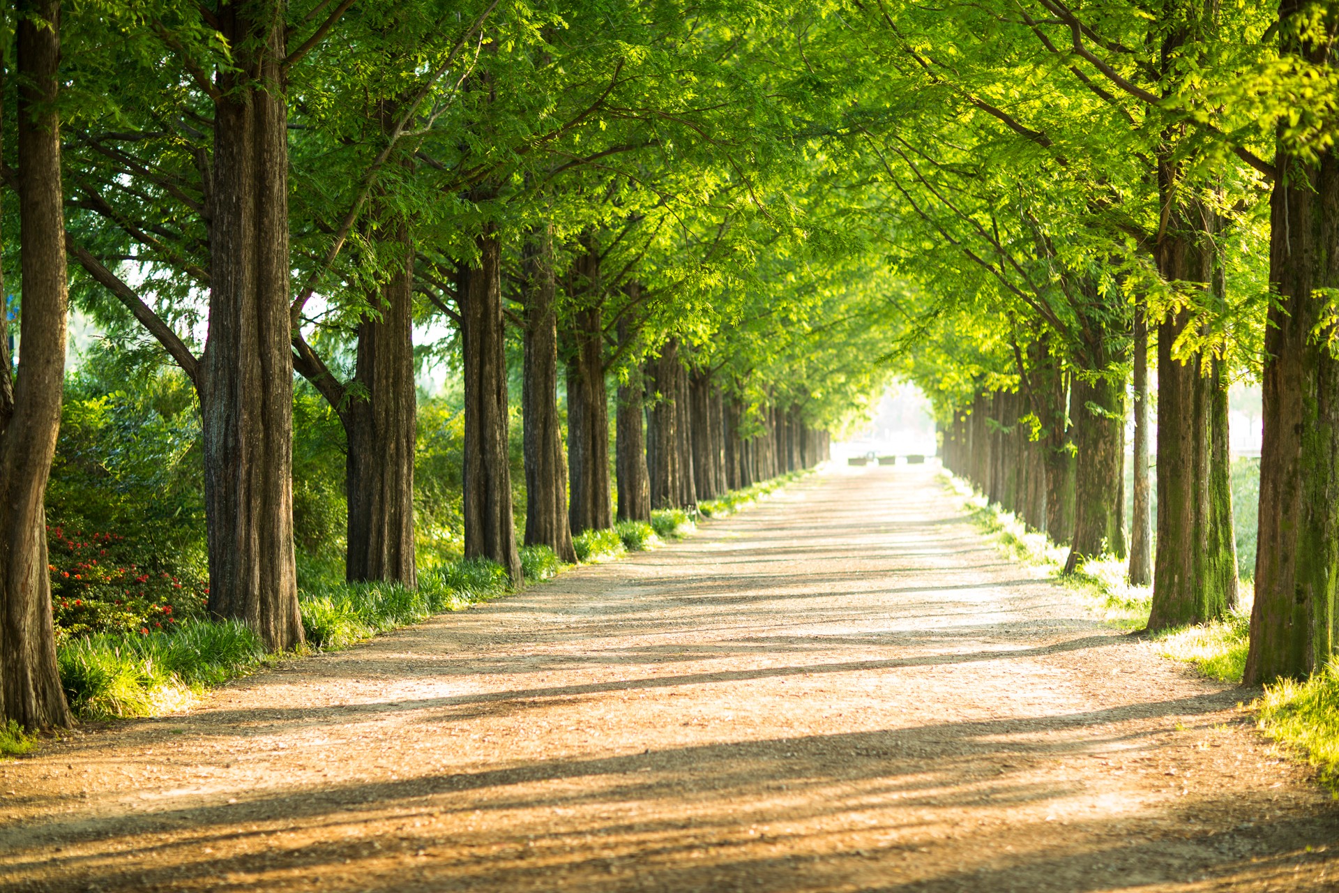 Tree and road