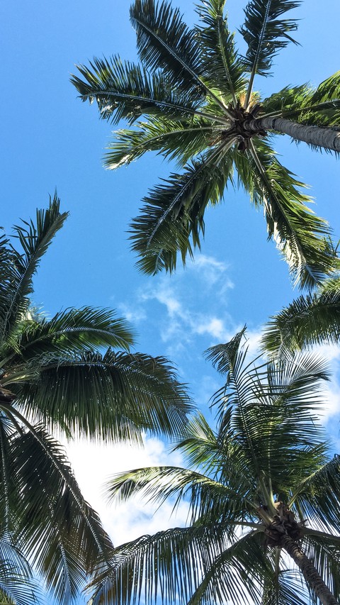 coqueiros coconut