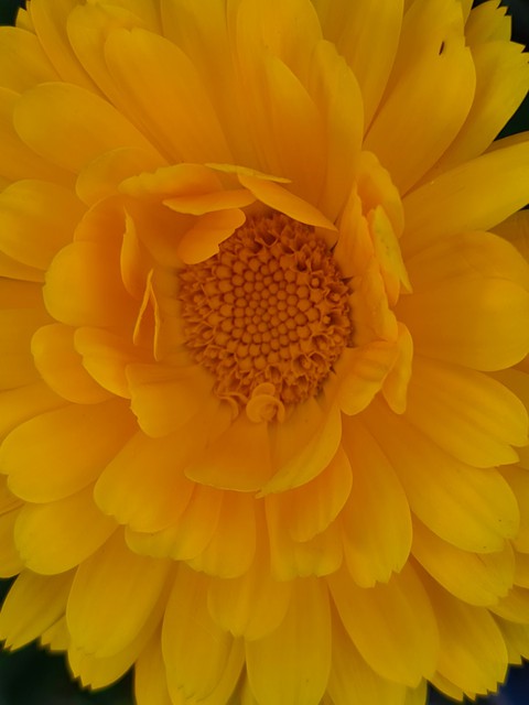 Blumen