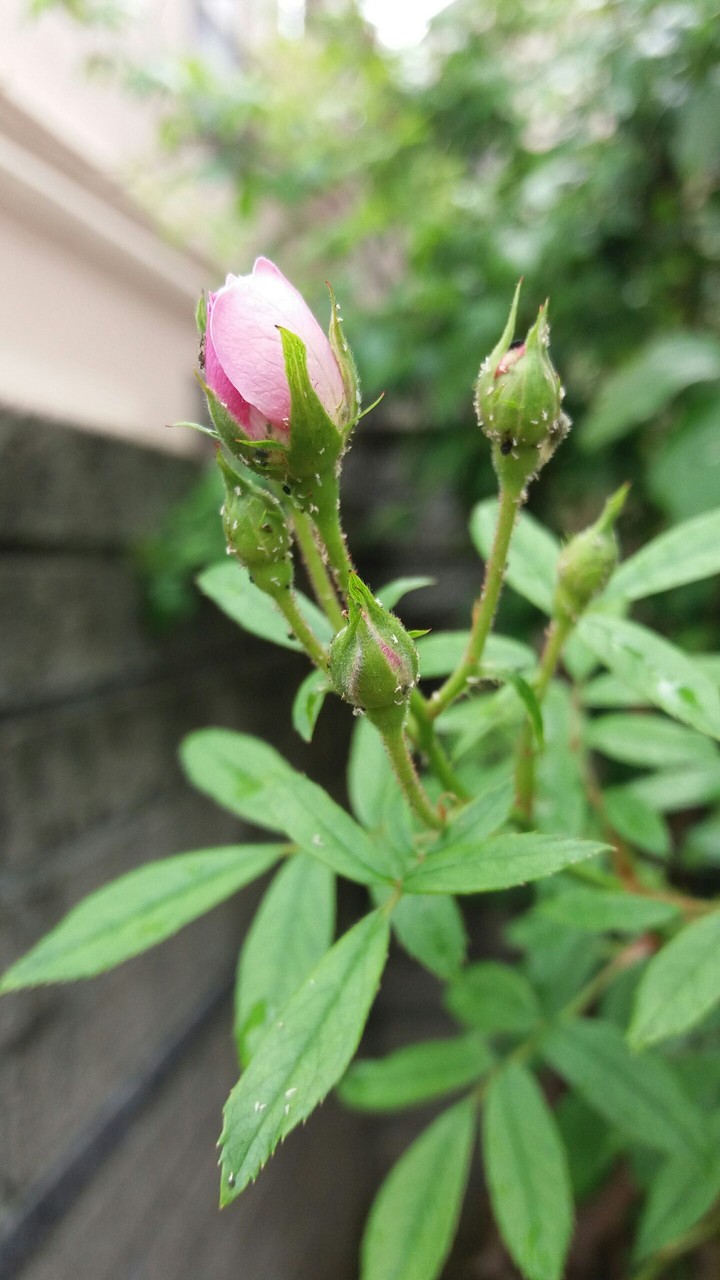 rose