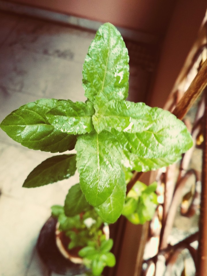 nature