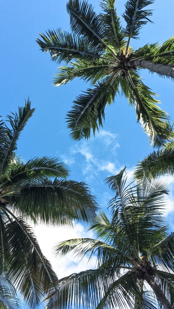 coqueiros coconut
