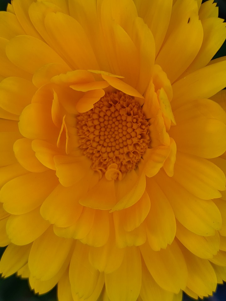 Blumen