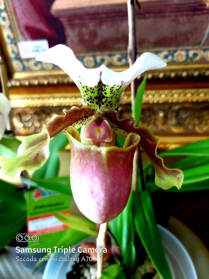 ORCHID