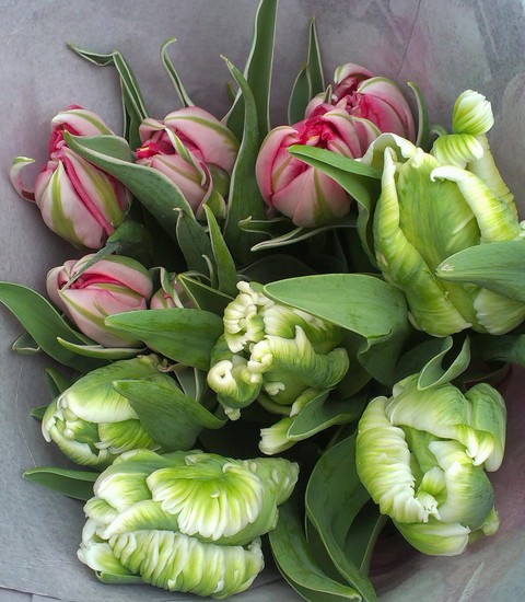 flowers