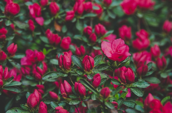 flowers