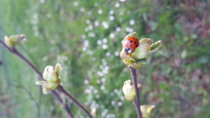 marienkäfer