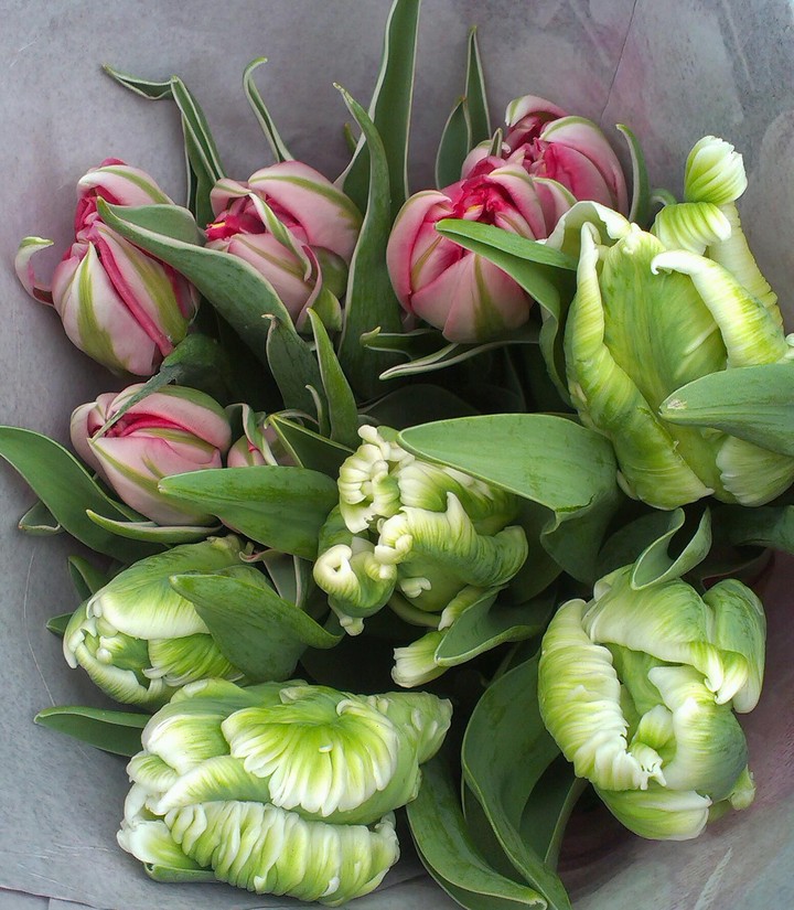 flowers
