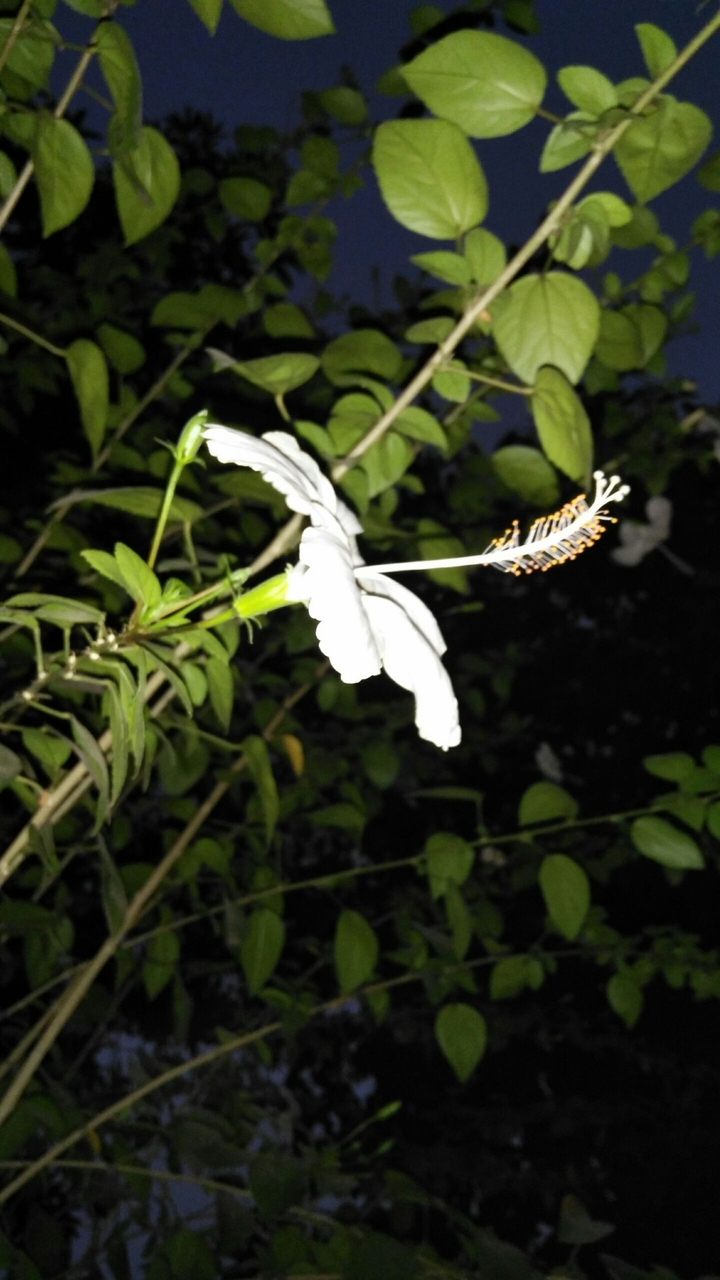 White Flower