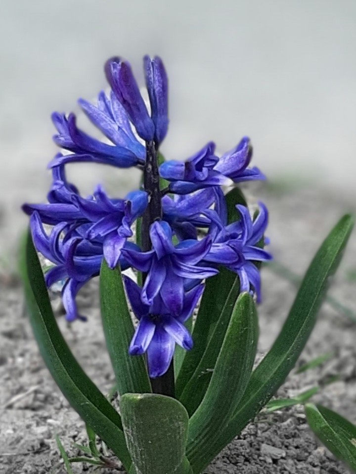 Hyacinth