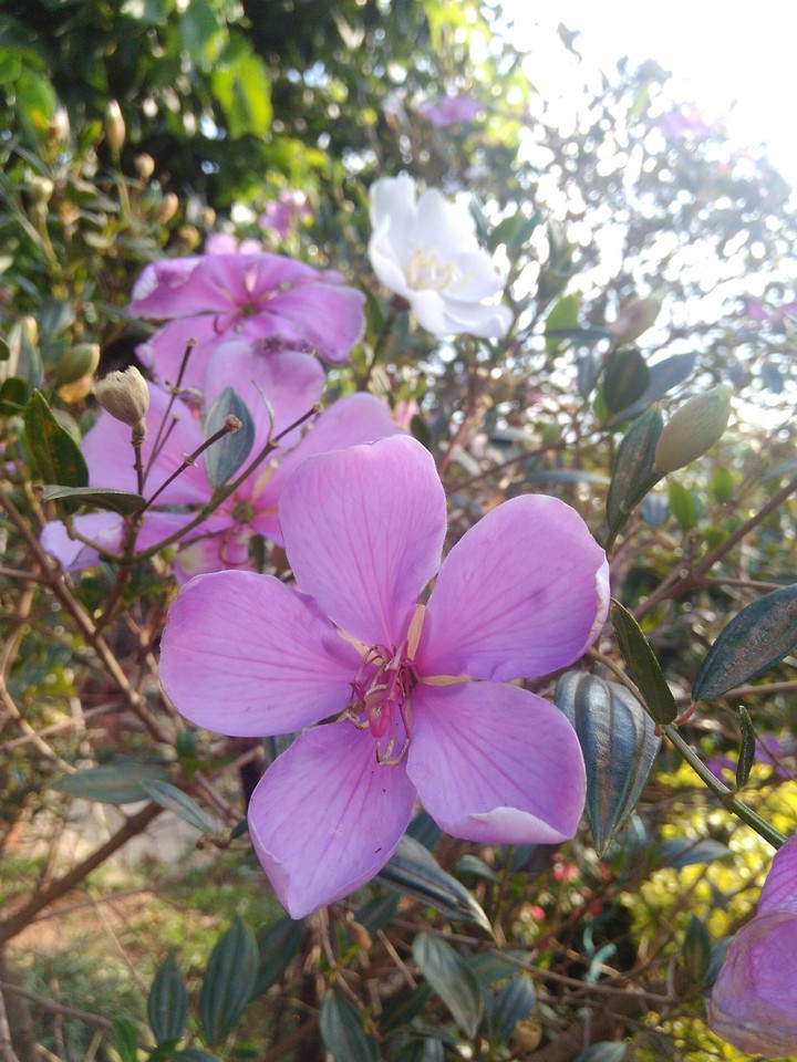 flor