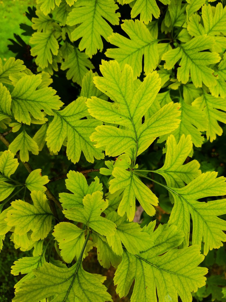 Spring_leaves