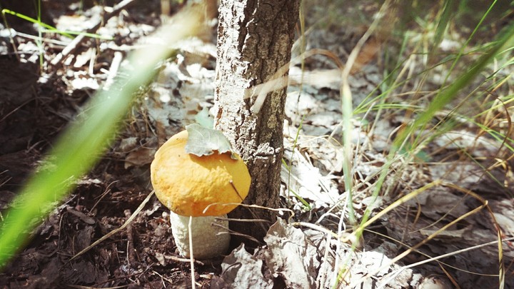 red-cap boletus