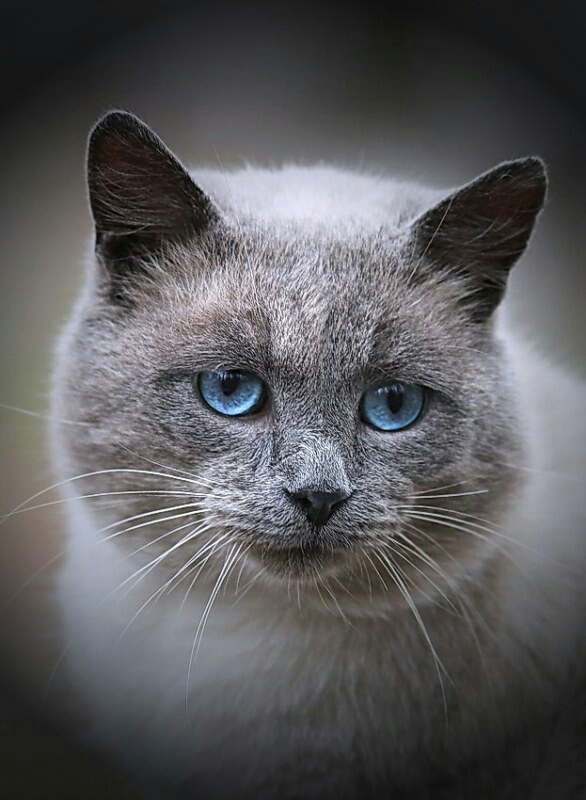 Милая кошка