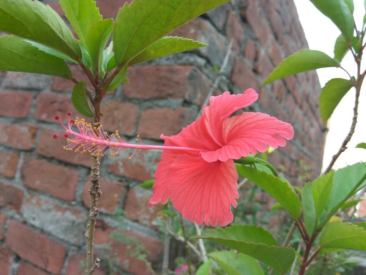 hibiscus