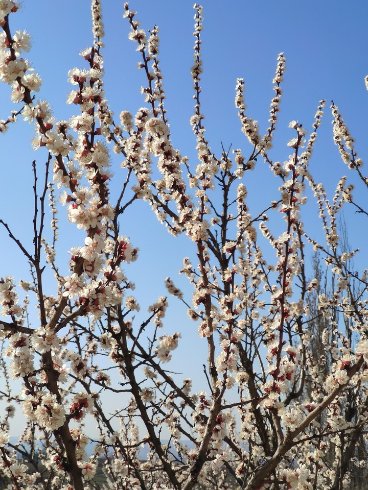 Blooming tree
