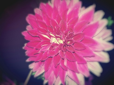 pink flower