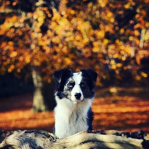 dag