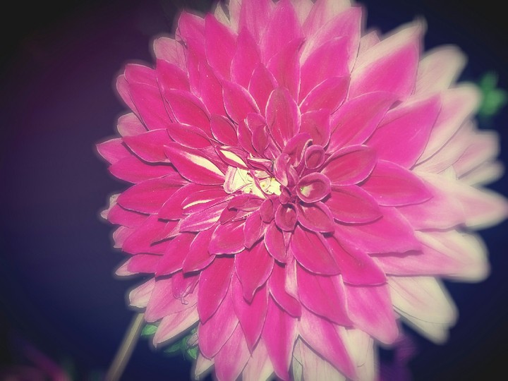 pink flower