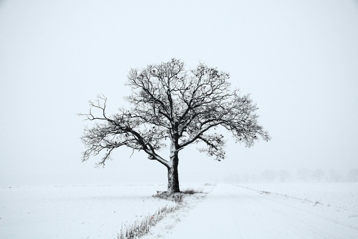 The Giving Tree