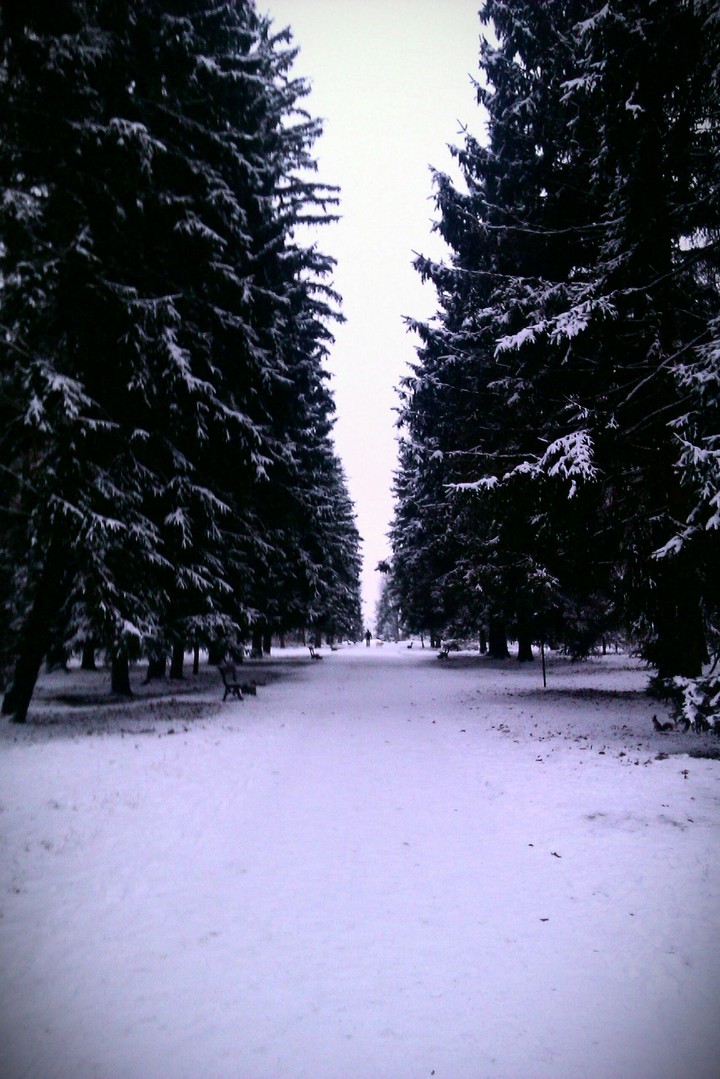 Winter in the park