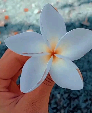 Linda demais...
