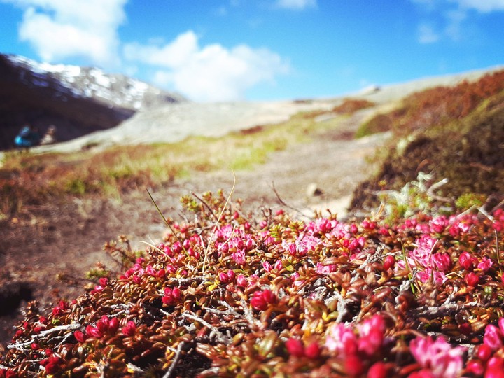 Mountain flowers