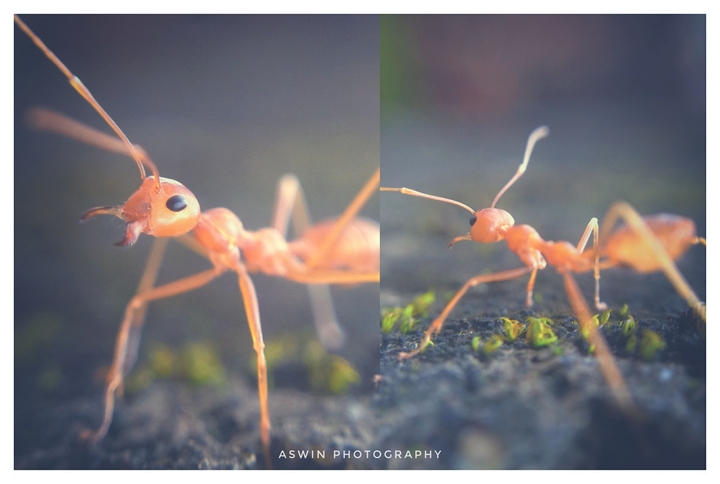 Ant ; Macro