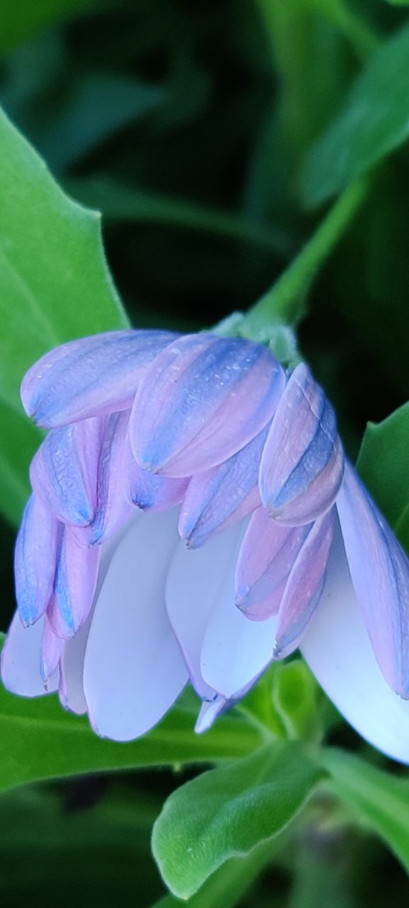 Blue daisy